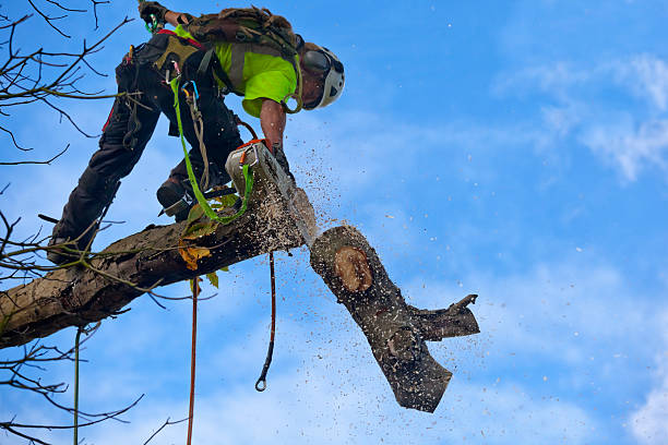 Best Seasonal Cleanup  in USA